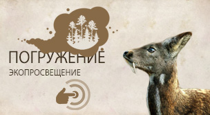 Сибирская кабарга (Moschus moschiferus)