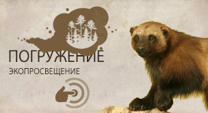 Росомаха (Gulo gulo)
