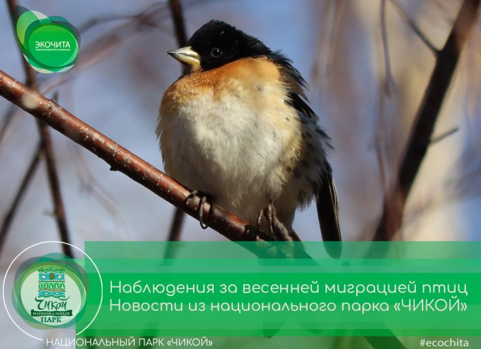 Наблюдения за весенней миграцией птиц в Красночикойском районе
