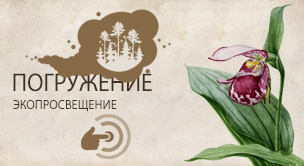 Венерин башмачок капельный  (Cypripedium guttatum)