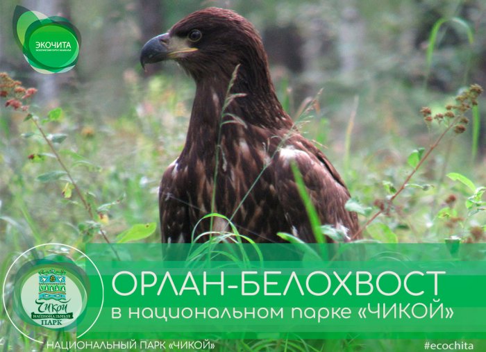 Орлан-белохвост в национальном парке «ЧИКОЙ» Орлан-белохвост в национальном парке «ЧИКОЙ»