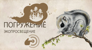 Обыкновенная летяга (Pteromys volans)