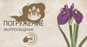 Ирис гладкий  (Iris laevigata)