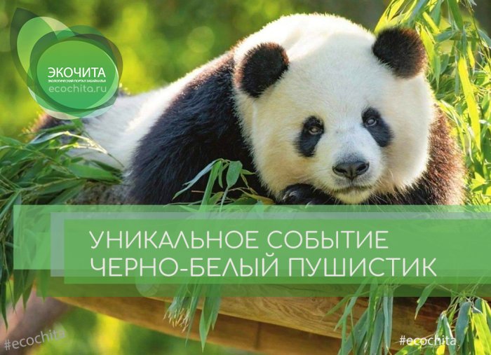 В московском зоопарке уникальное событие - у больших панд Жуи и Диндин родился детёныш