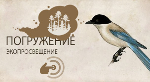 Голубая сорока  (Cyanopica cyana)