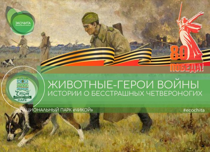 Национальный парк «Чикой» проводит мероприятия ко Дню Победы