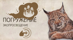 Рысь сибирская (Felis (Lynx) lynx)