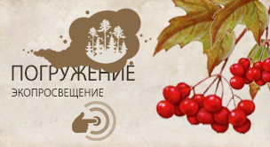 Калина Саржента  (Viburnum sargentii)