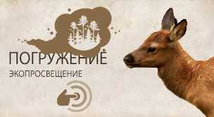Изюбрь восточноазиатский настоящий олень (Cervus canadensis xanthopygus)