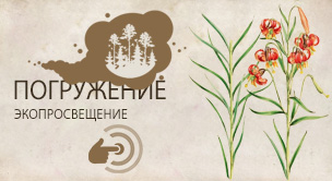 Лилия карликовая (Lillum pumilum Delile)