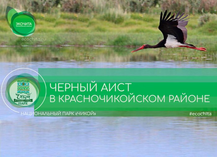 Черный аист в Красночикойском районе