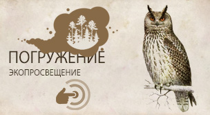 Обыкновенный филин  (Bubo bubo)