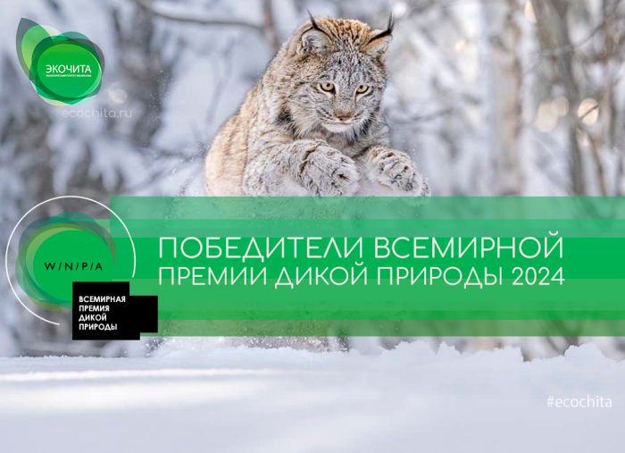 Опубликованы снимки победителей Всемирной премии дикой природы 2024