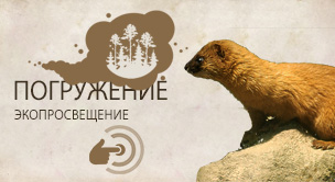 Сибирский колонок (Mustela sibirica)