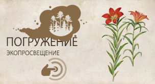 Лилия даурская  (Lilium dahurica, pensylvanicum)