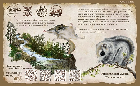 Обыкновенная летяга (Pteromys volans)