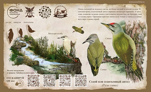 Седой или седоголовый дятел (Picus canus)