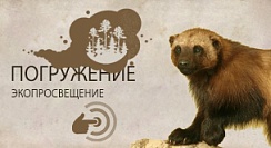 Росомаха (Gulo gulo) Росомаха (Gulo gulo)