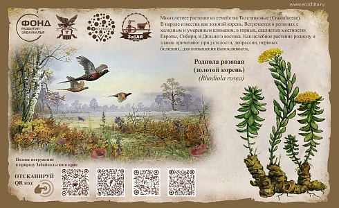 Родиола розовая (золотой корень) (Rhodiola rosea)