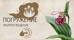 Венерин башмачок капельный (Cypripedium guttatum) Венерин башмачок капельный (Cypripedium guttatum)