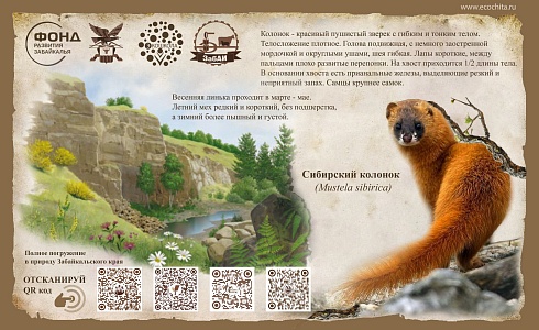 Сибирский колонок (Mustela sibirica)