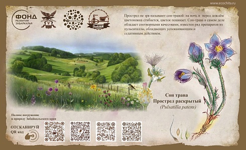 Сон трава, Прострел раскрытый (Pulsatilla patens)