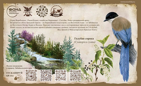 Голубая сорока  (Cyanopica cyana)