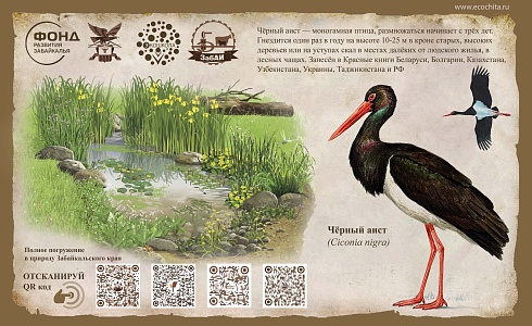 Чёрный аист (Ciconia nigra)