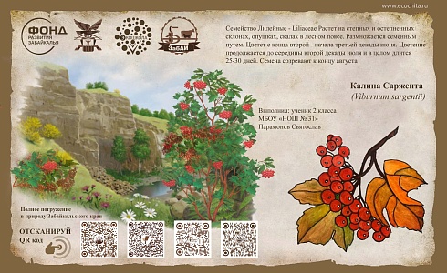 Калина Саржента  (Viburnum sargentii)