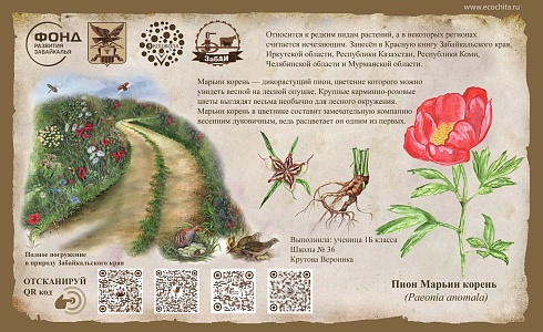 Пион Марьин корень (Paeonia anomala)