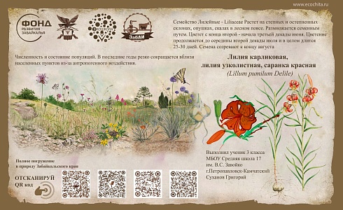 Лилия карликовая (Lillum pumilum Delile)