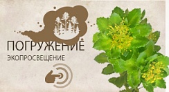 Родиола розовая (золотой корень) (Rhodiola rosea) Родиола розовая (золотой корень) (Rhodiola rosea)
