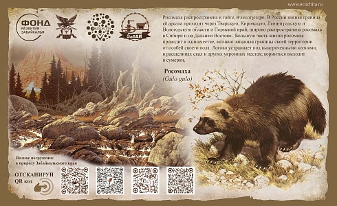 Росомаха (Gulo gulo)