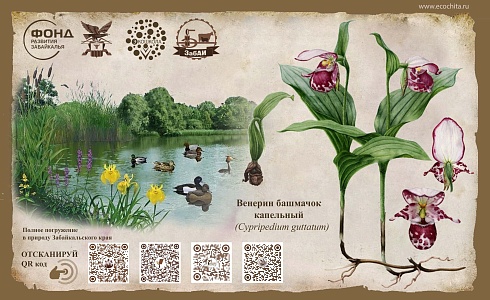 Венерин башмачок капельный  (Cypripedium guttatum)