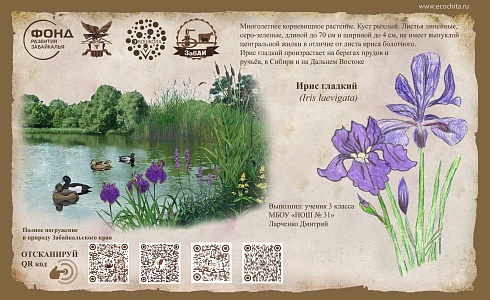 Ирис гладкий  (Iris laevigata)