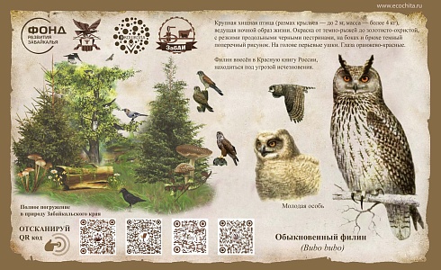 Обыкновенный филин  (Bubo bubo)