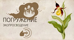 Венерин башмачок настоящий (обыкновенный) (Cypripedium calceolus) Венерин башмачок настоящий (обыкновенный) (Cypripedium calceolus)