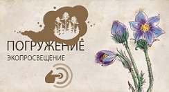 Сон трава, Прострел раскрытый (Pulsatilla patens) Сон трава, Прострел раскрытый (Pulsatilla patens)