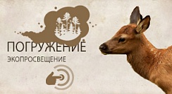 Изюбрь восточноазиатский настоящий олень (Cervus canadensis xanthopygus) Изюбрь восточноазиатский настоящий олень (Cervus canadensis xanthopygus)