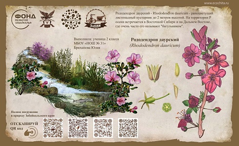 Рододендрон даурский (Rhododendron dauricum)
