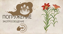 Лилия даурская (Lilium dahurica, pensylvanicum) Лилия даурская (Lilium dahurica, pensylvanicum)